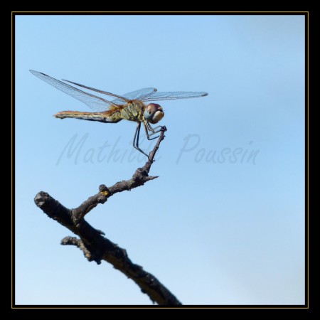 Sympétrum à nervures rouges - Sympetrum fonscolombii femelle